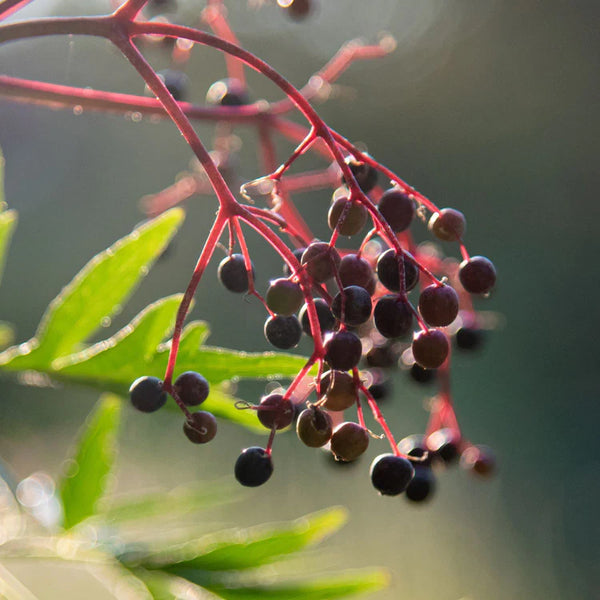 Black Elderberry